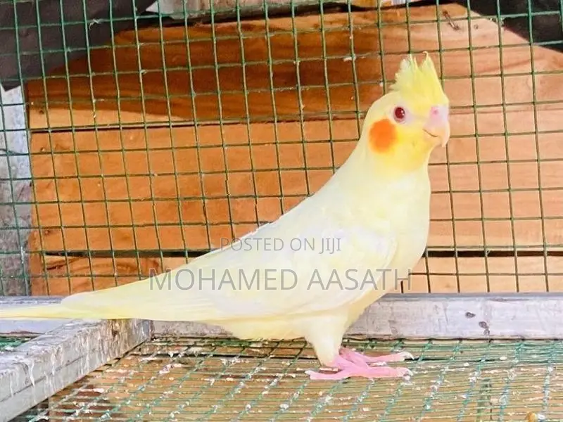 Cockatiel Birds
