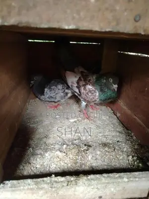 Pigeon