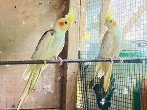 Cockatiel Birds