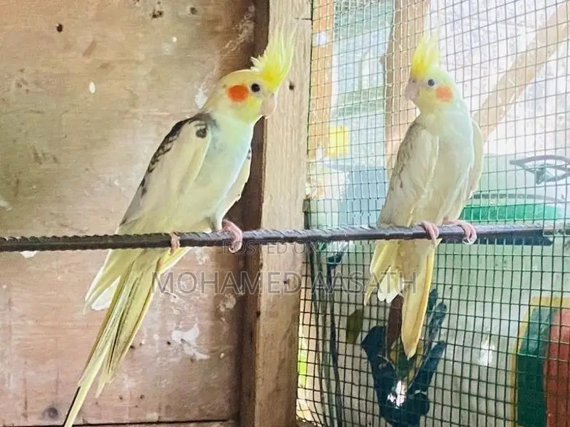Cockatiel Birds