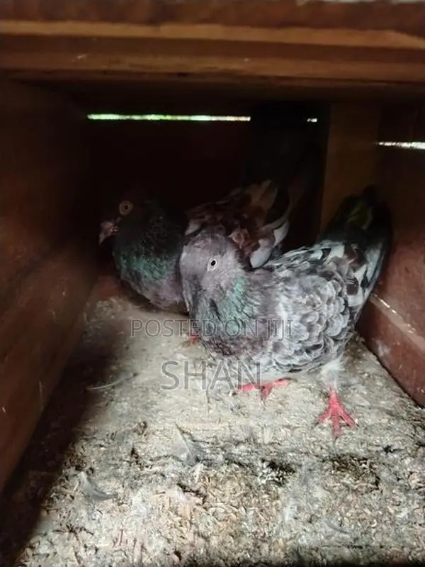Pigeon