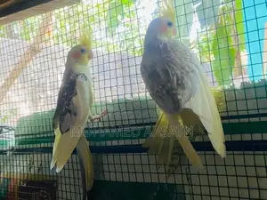 Cockatiel Birds