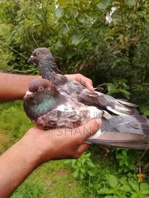 Pigeon