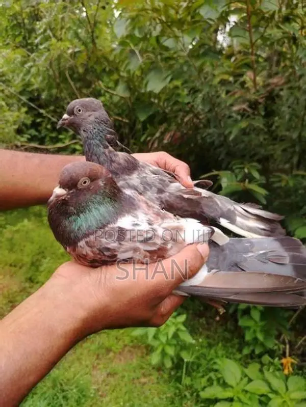Pigeon