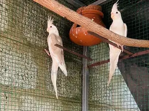 Cockatiel Birds