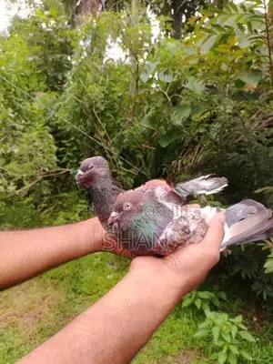 Pigeon