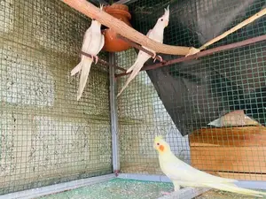 Cockatiel Birds