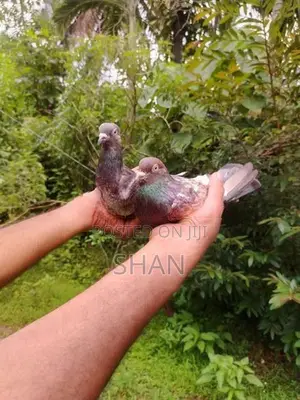 Pigeon