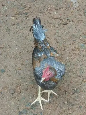 Gam Kukulan