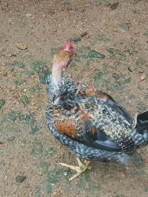 Gam Kukulan