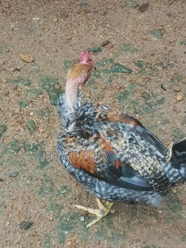 Gam Kukulan