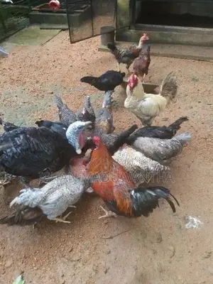Gam Kukulan