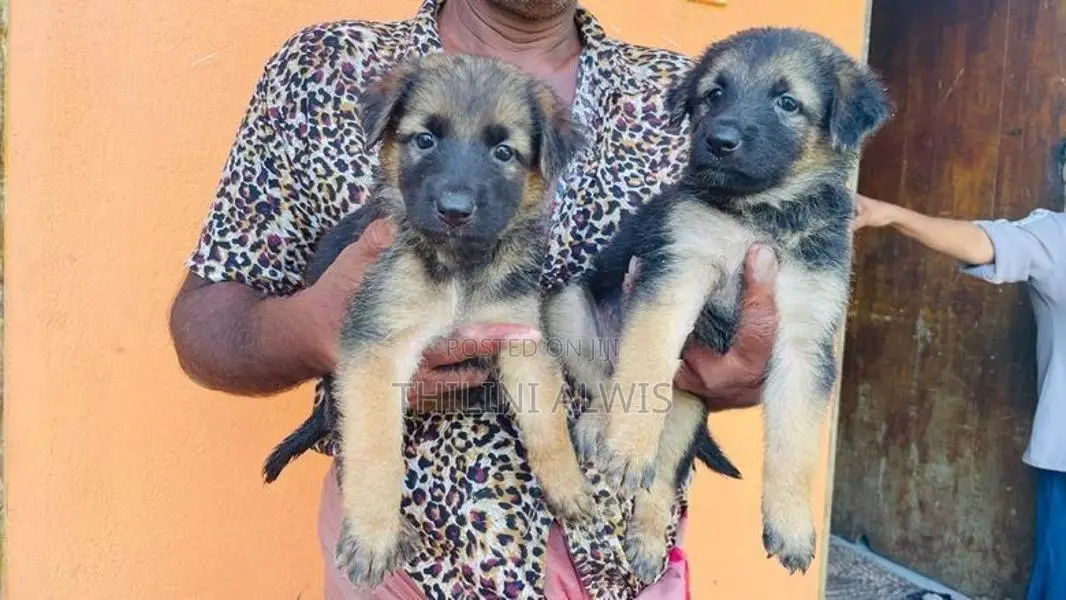 German Shepherd Puppies