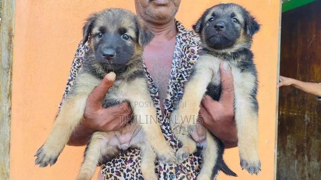 German Shepherd Puppies