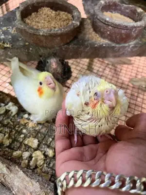 Cockatiel Bird