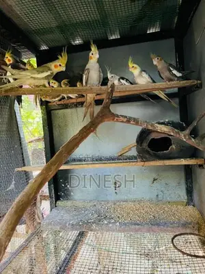 Cockatiel Bird