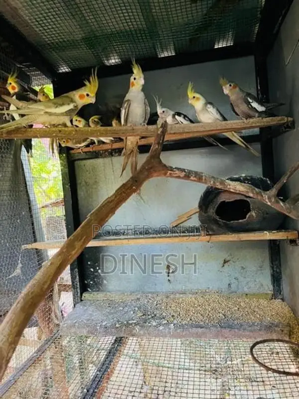 Cockatiel Bird