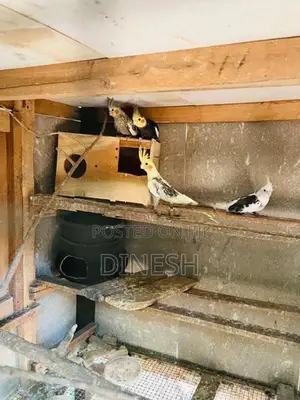 Cockatiel Bird