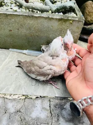 Cockatiel Bird
