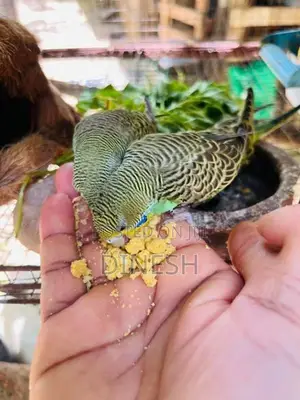 Cockatiel Bird