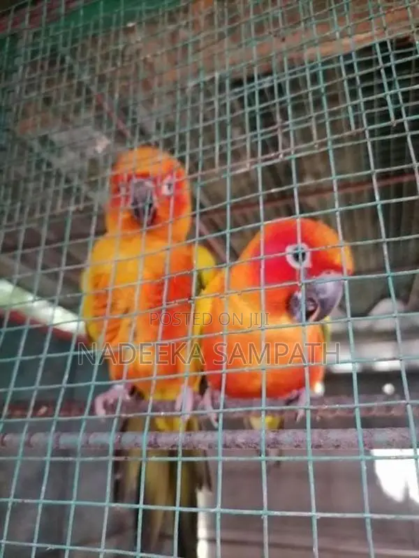 Sun Conure Birds