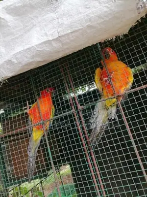 Sun Conure Birds