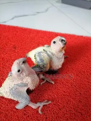 Sun Conure Birds