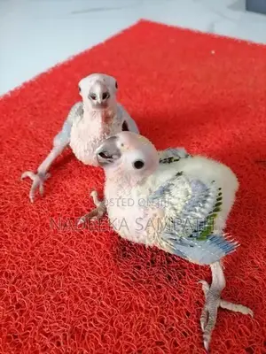 Sun Conure Birds