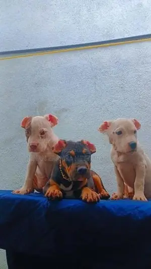 American Bully Puppies