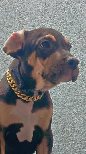 American Bully Puppies