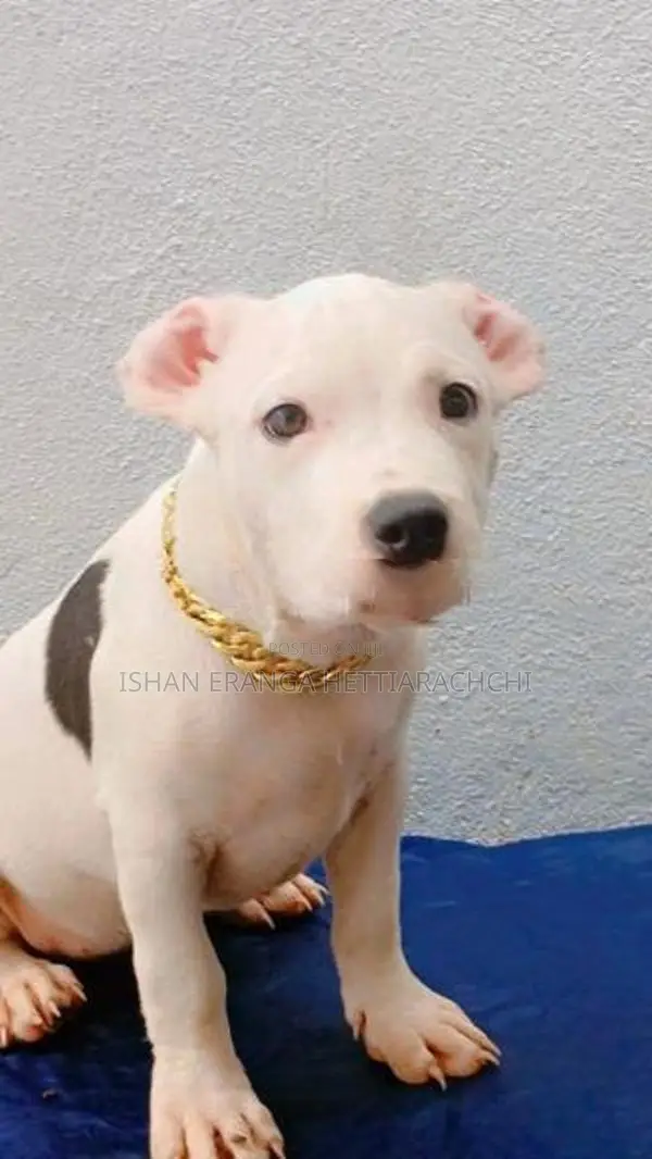 American Bully Puppies