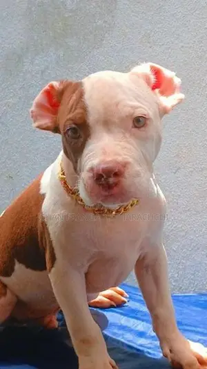 American Bully Puppies