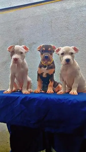 American Bully Puppies