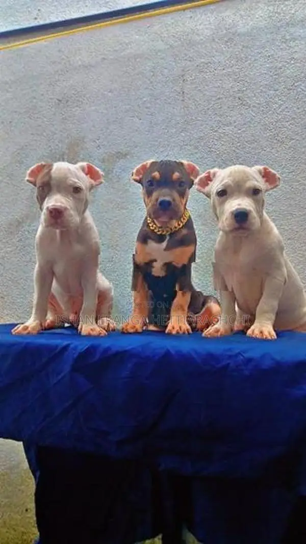 American Bully Puppies