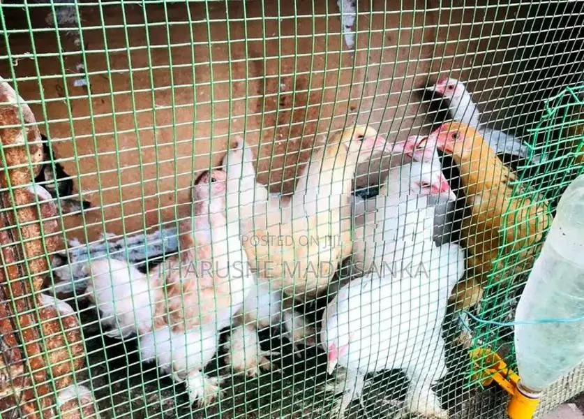 බ්‍රහ්මා කුකුළන්