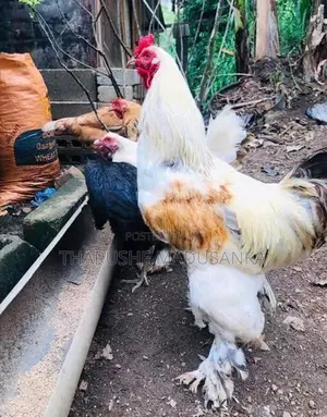 බ්‍රහ්මා කුකුළන්