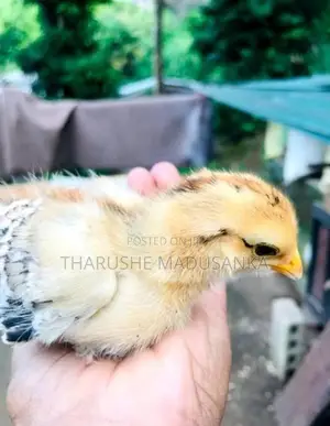 බ්‍රහ්මා කුකුළන්