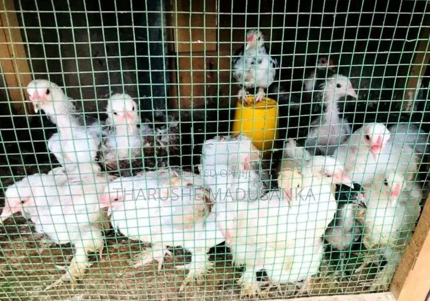 බ්‍රහ්මා කුකුළන්