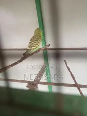 Love Birds
