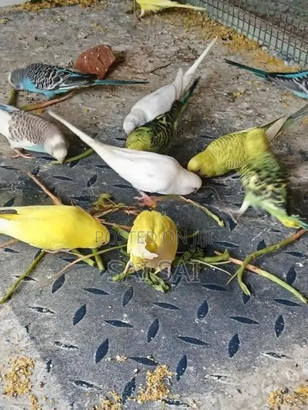 Love Birds