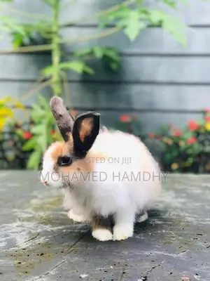 Angora Rabbit