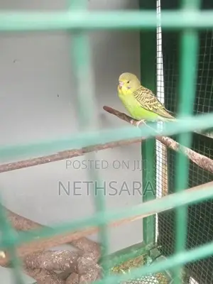 Love Birds