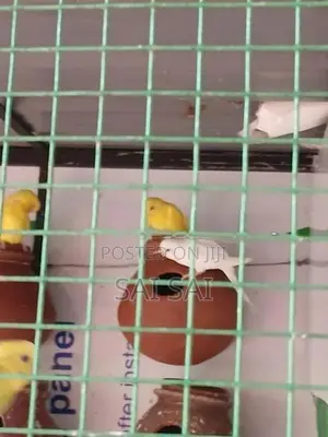 Love Birds