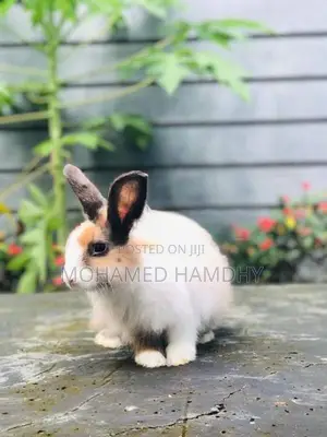 Angora Rabbit