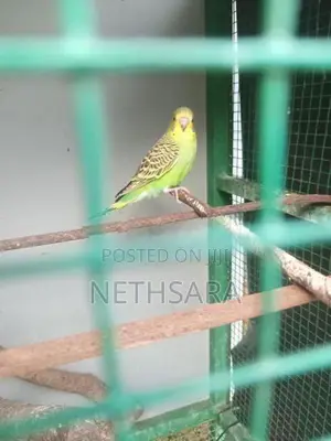 Love Birds