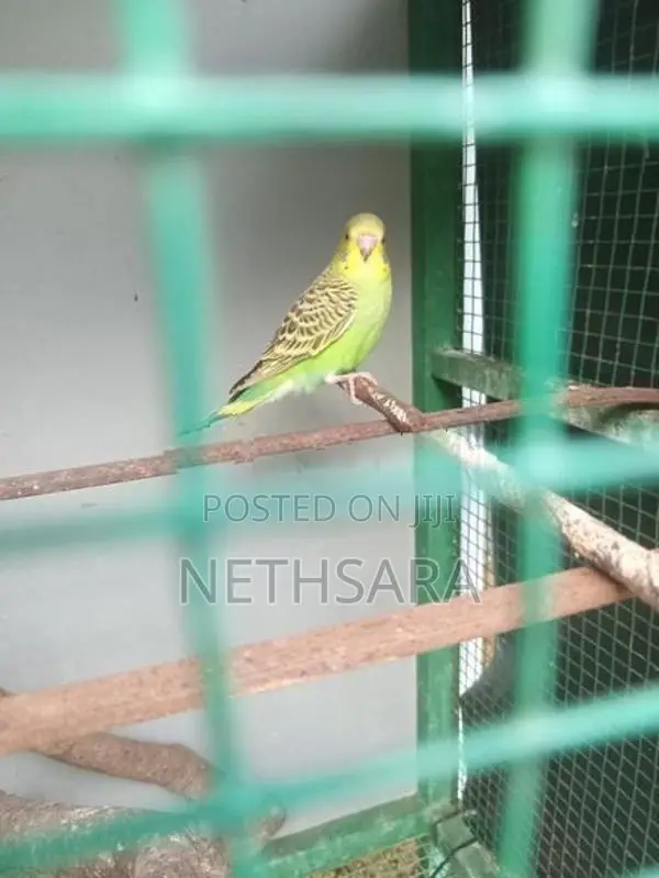 Love Birds