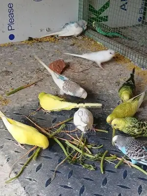 Love Birds