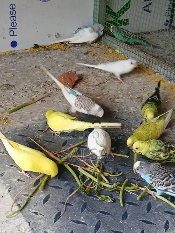 Love Birds
