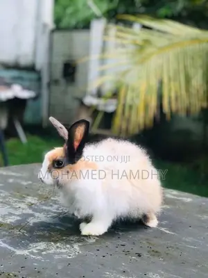 Angora Rabbit