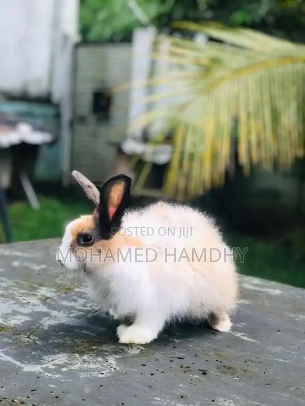 Angora Rabbit